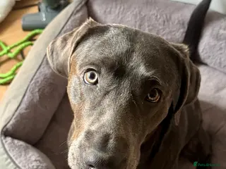 Labrador Retriever dogs Active young Labrador needs committed home - Advert 1