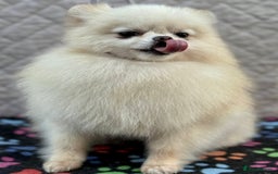 Pomeranian dogs for adoption: Molly’s Story: A Fragile Life Saved - Image 4