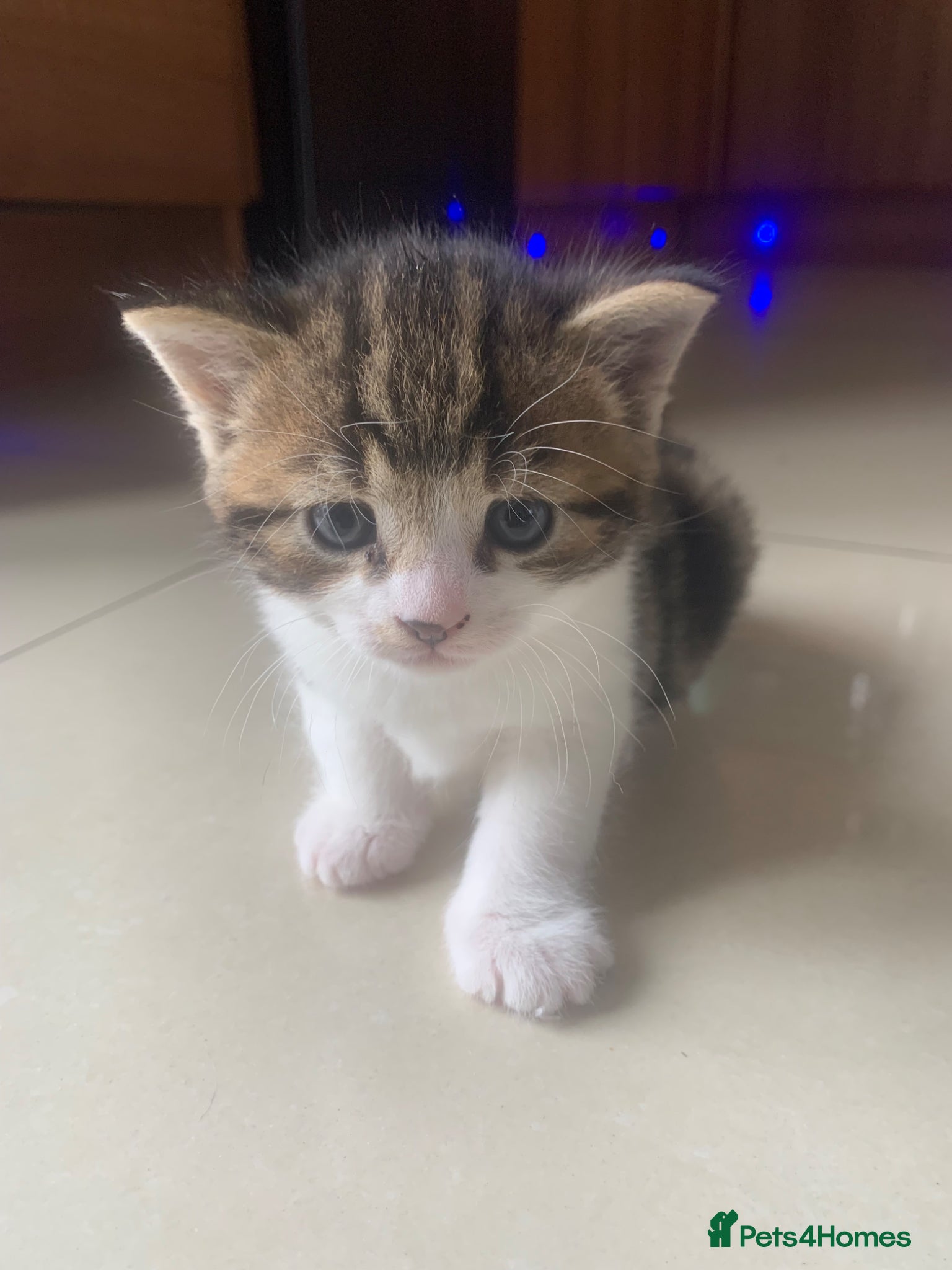 Mixed Breed cats for sale: Shorthair Tabby’s mixed breed in Solihull - Advert 19