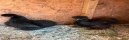 Chickens poultry for sale: Pair of black silkie pullets - Advert 2
