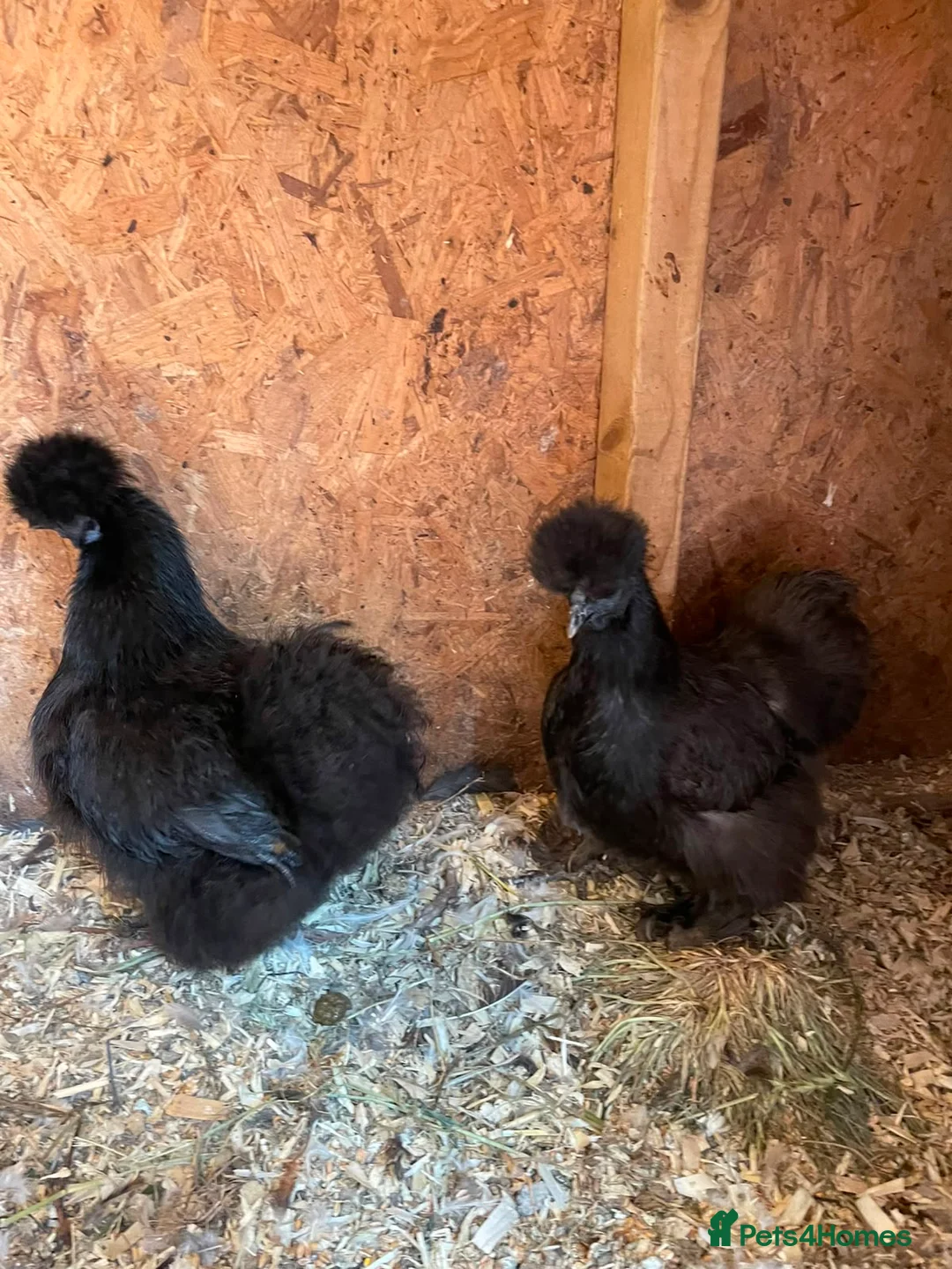 Chickens poultry for sale: Pair of black silkie pullets - Advert 2