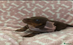 Miniature Dachshund dogs for sale: Miniature Dachshunds  - Image 14