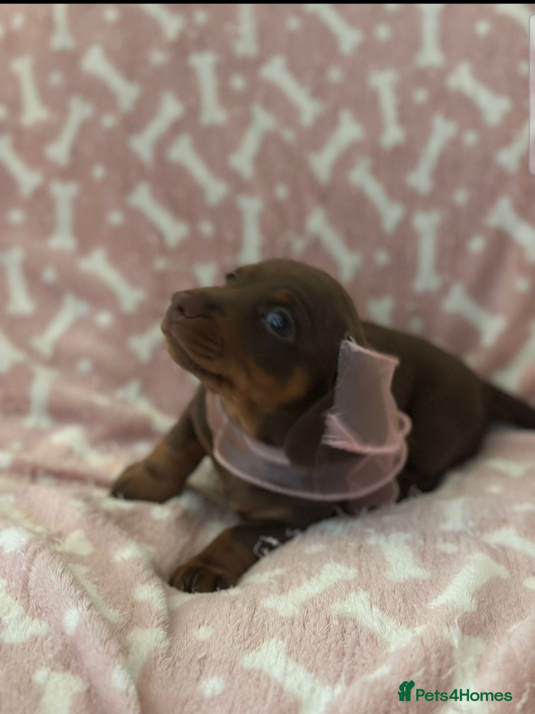 Miniature Dachshund dogs for sale: Miniature Dachshunds  - Image 14