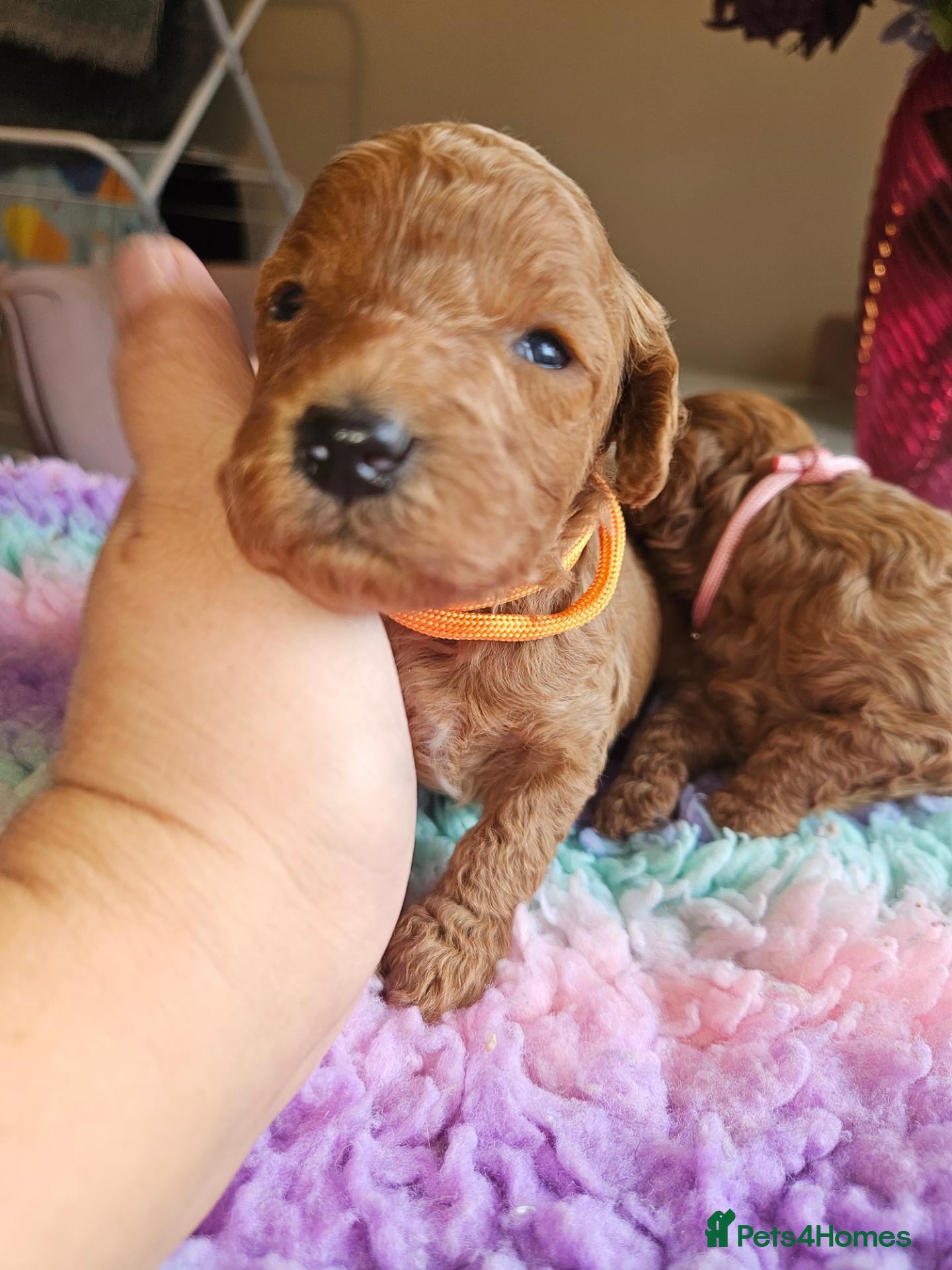 Cavapoo dogs Licensed breeder 2 girls, toy red cavapoo pups  - Advert 2