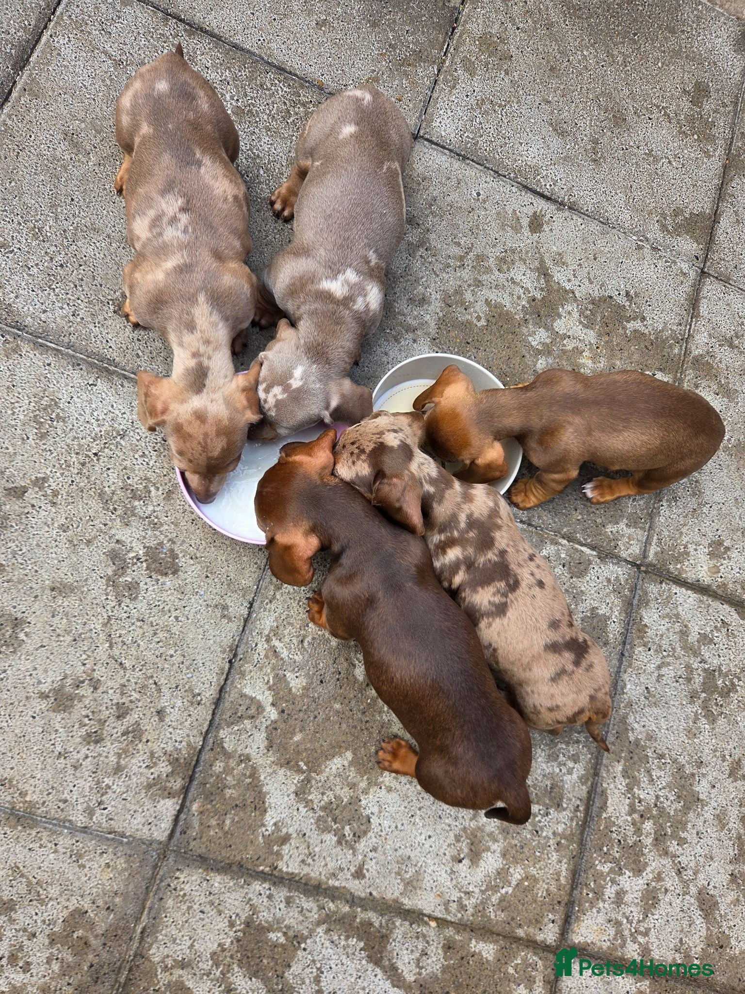 Miniature Dachshund dogs Minature dachshunds - Advert 9