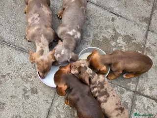 Miniature Dachshund dogs Minature dachshunds - Advert 6