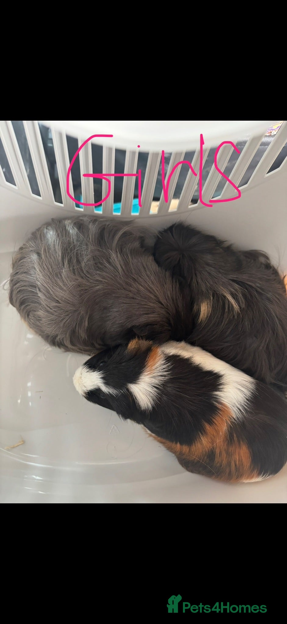 Guinea Pig rodents Mix of guinea pigs - Advert 11