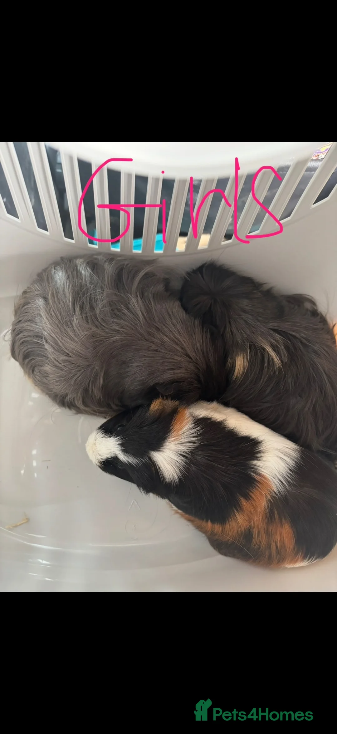 Guinea Pig rodents for sale: Mix of guinea pigs - Advert 1