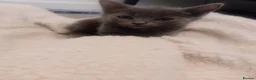 Russian Blue cats for sale: Russian blue Scottish fold mix stunning breed  - Advert 5
