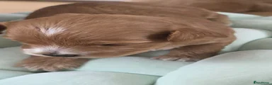 Maltipoo 4