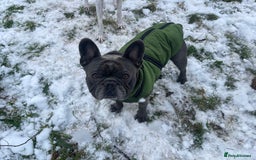 French Bulldog dogs for stud: Loving KC French Bulldog Stud Blue Brindle  - Image 3