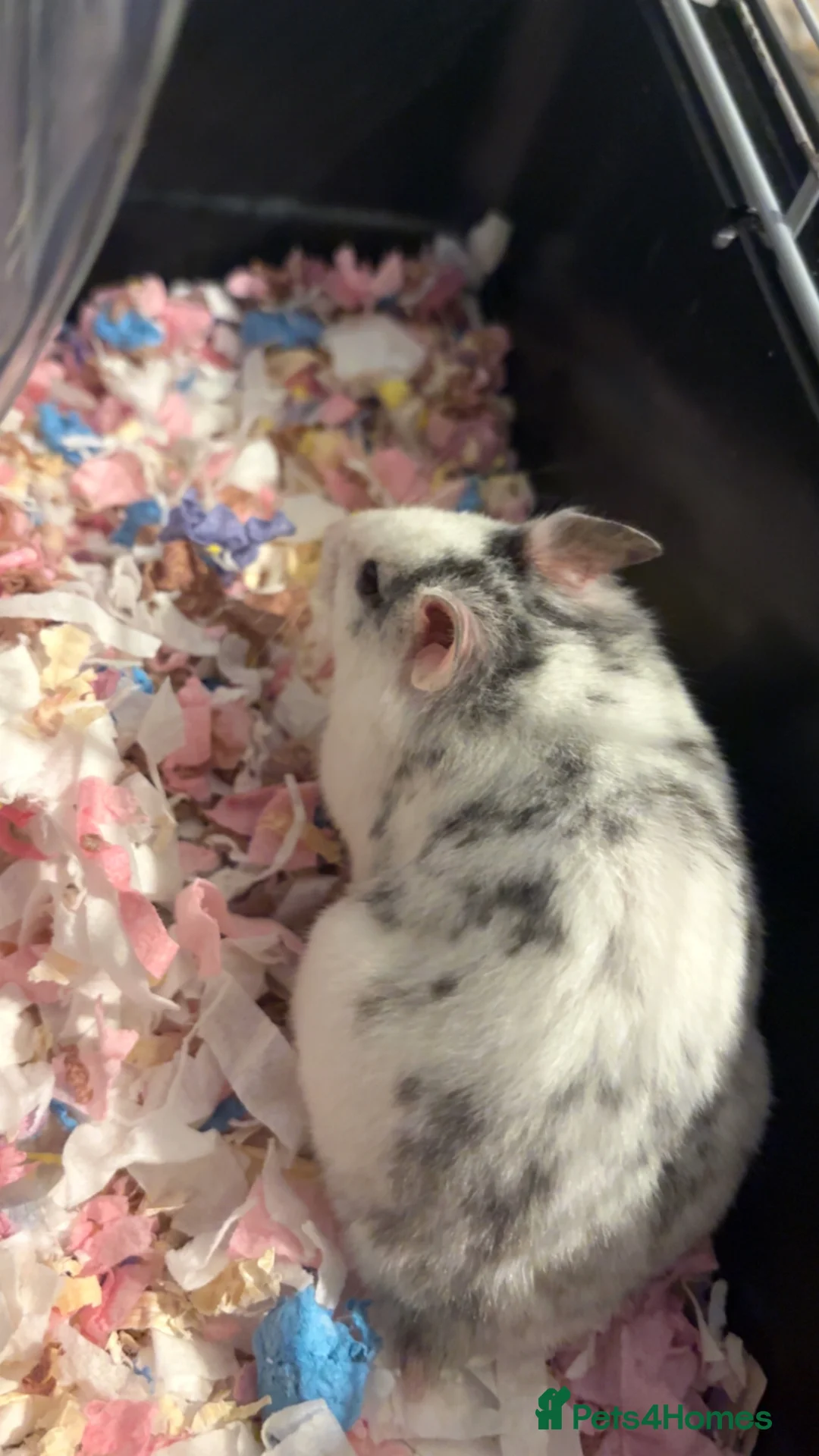 Hamster rodents for sale: Female syrian - Advert 1