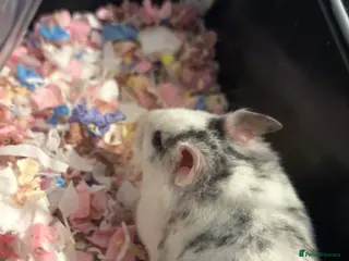 Hamster rodents Female syrian - Advert 12