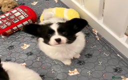 Papillon dogs for sale: Beautiful KC registered papillon puppies for sale - Image 24