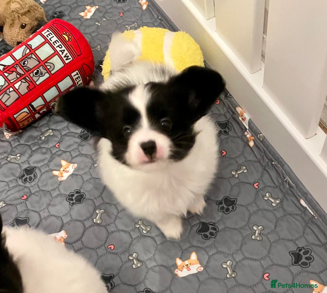 Papillon dogs for sale: Beautiful KC registered papillon puppies for sale - Image 24