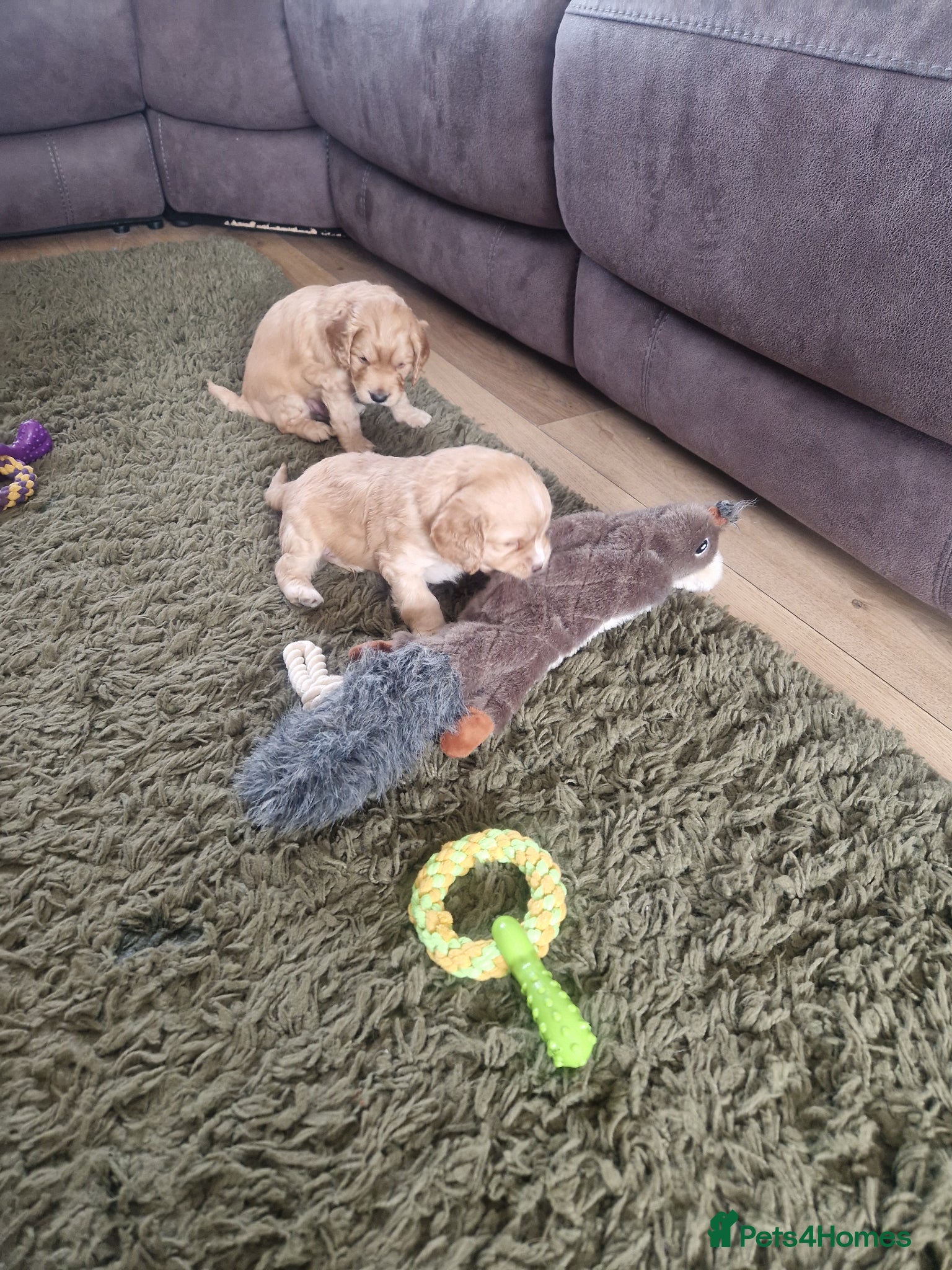 Cockapoo dogs for sale: Last beautiful boy left Gorgeous Golden Cockerpoo - Advert 28