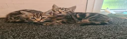 Mixed Breed cats for sale: Mother and 5 kittens  in Reading - Advert 2