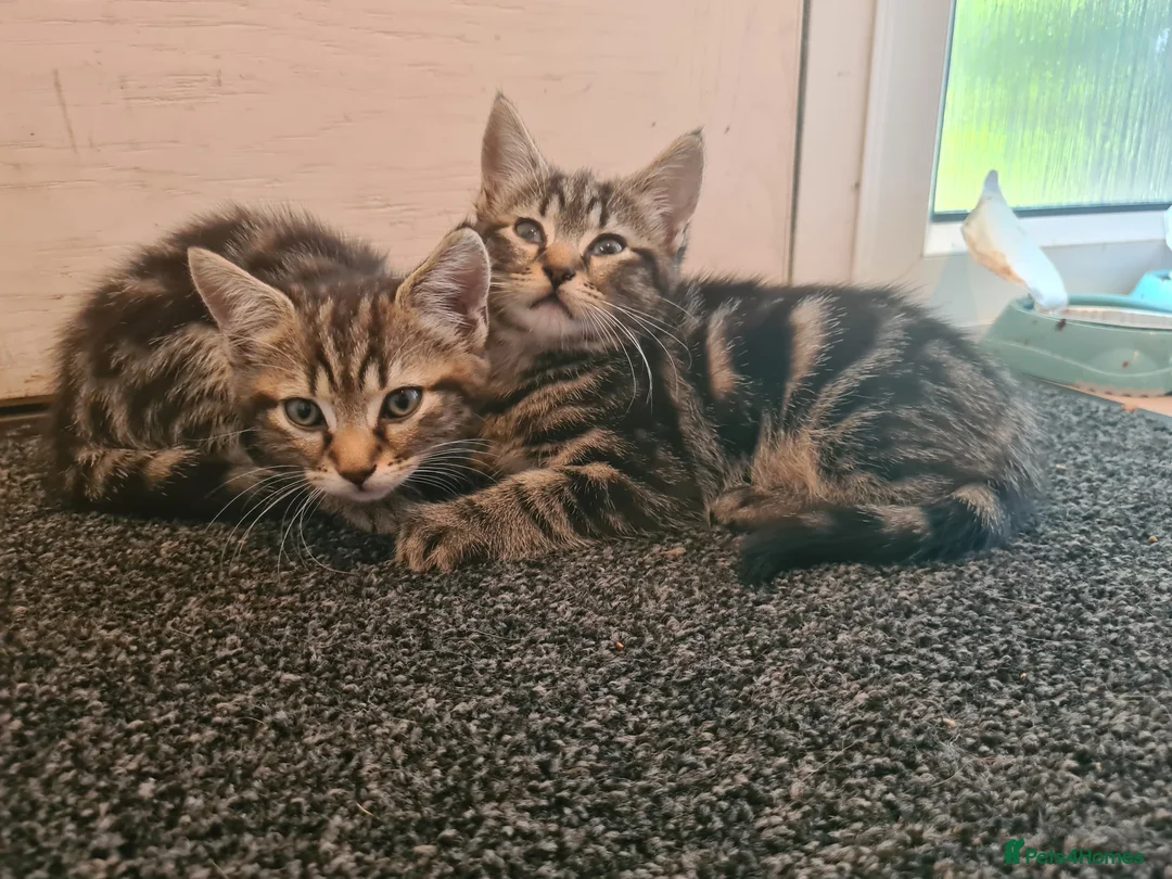 Mixed Breed cats for sale: Mother and 5 kittens  in Reading - Advert 2