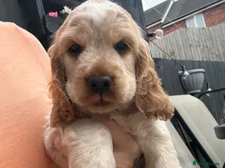 Cocker Spaniel dogs 🍋REAVAILABLE KC lemon roan show cocker - Advert 13