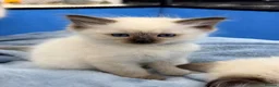 Ragdoll cats for sale: Purebred Ragdoll Kittens  - Advert 35