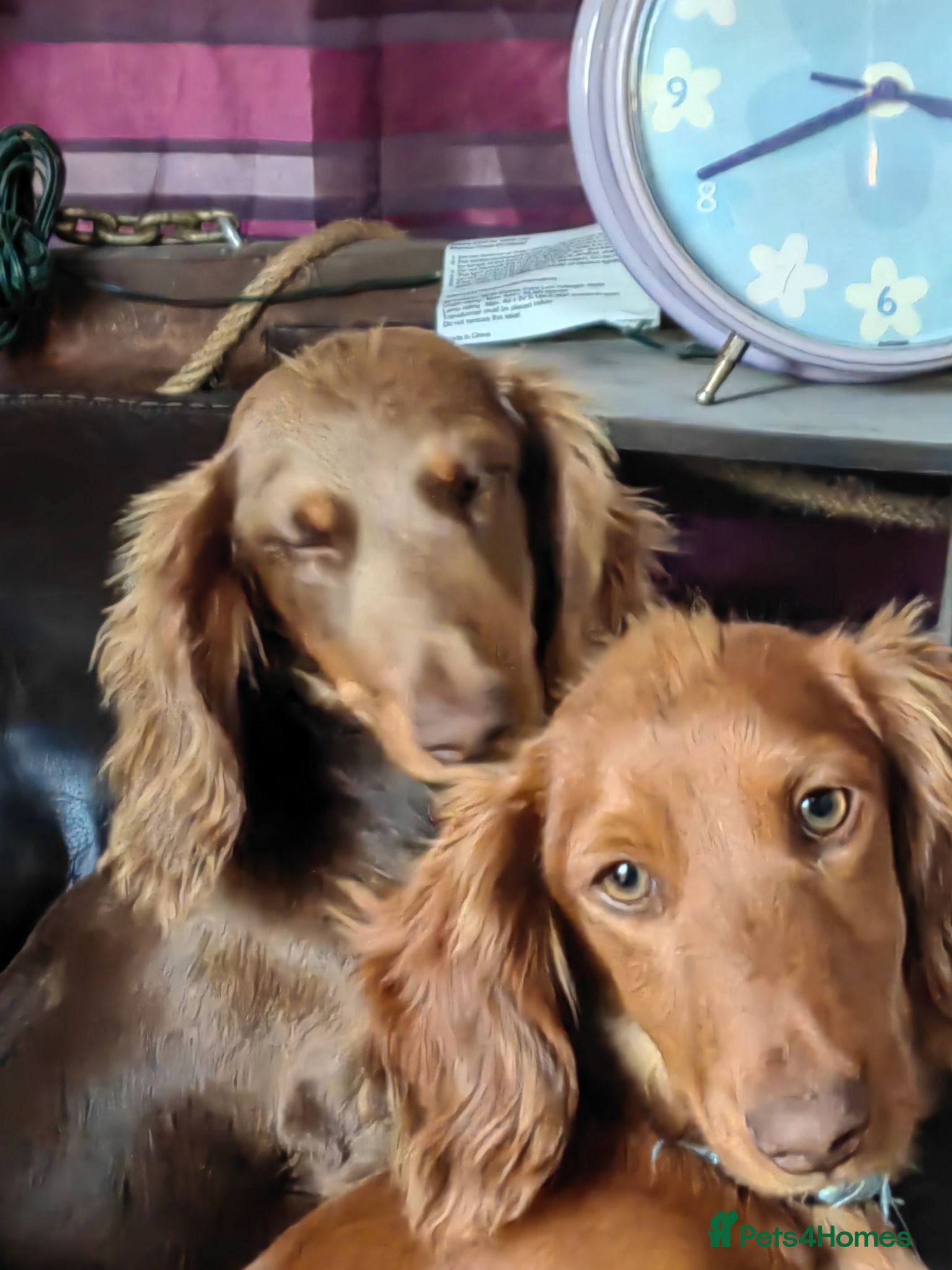 Miniature Dachshund dogs Puppies of the miniature long-haired dachshund.  - Advert 3