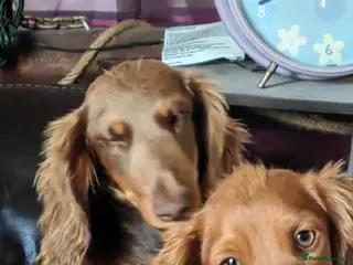 Miniature Dachshund dogs Puppies of the miniature long-haired dachshund. - Advert 3