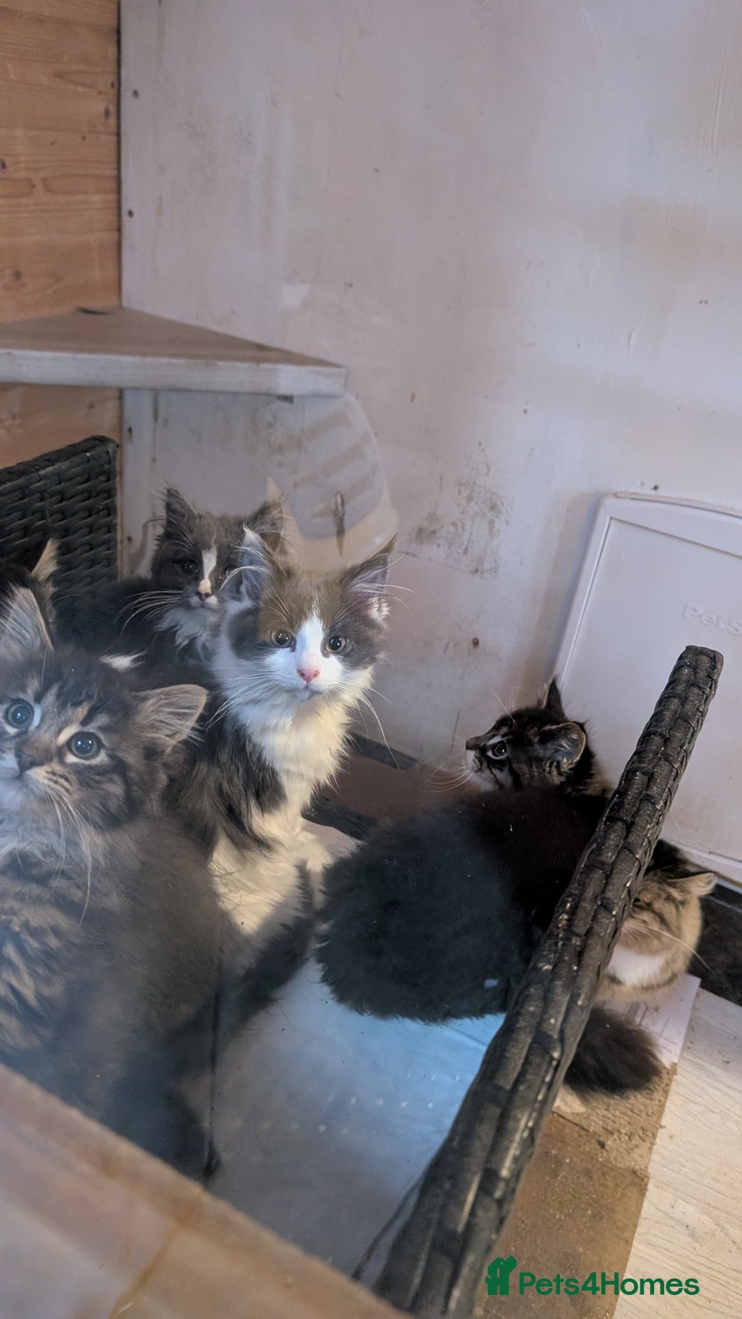 Maine Coon cats for sale: Maine Coon pedigree kittens  - Advert 9