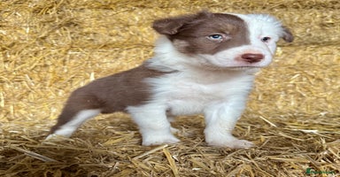Border Collie dogs - Advert 6