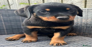 Rottweiler dogs - Advert 9
