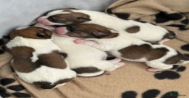 Jack Russell dogs - Advert 2