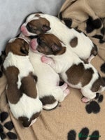 Jack Russell dogs - Advert 2