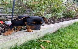 Jack Russell dogs for sale: Jack Russell terrier puppies - Image 7