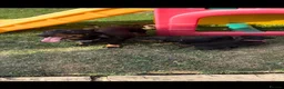 Miniature Dachshund dogs for sale: Ready now Miniature dachshund girls - Advert 4