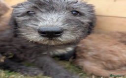Bedlington Terrier dogs for sale: Bedlington terriers - working stock - Image 19