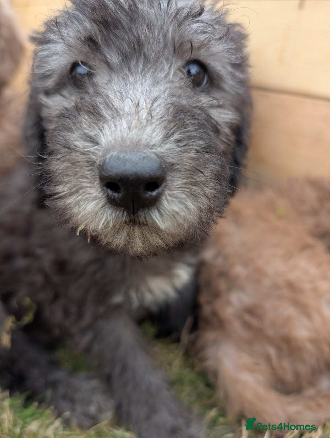 Bedlington Terrier dogs for sale: Bedlington terriers - working stock - Image 19