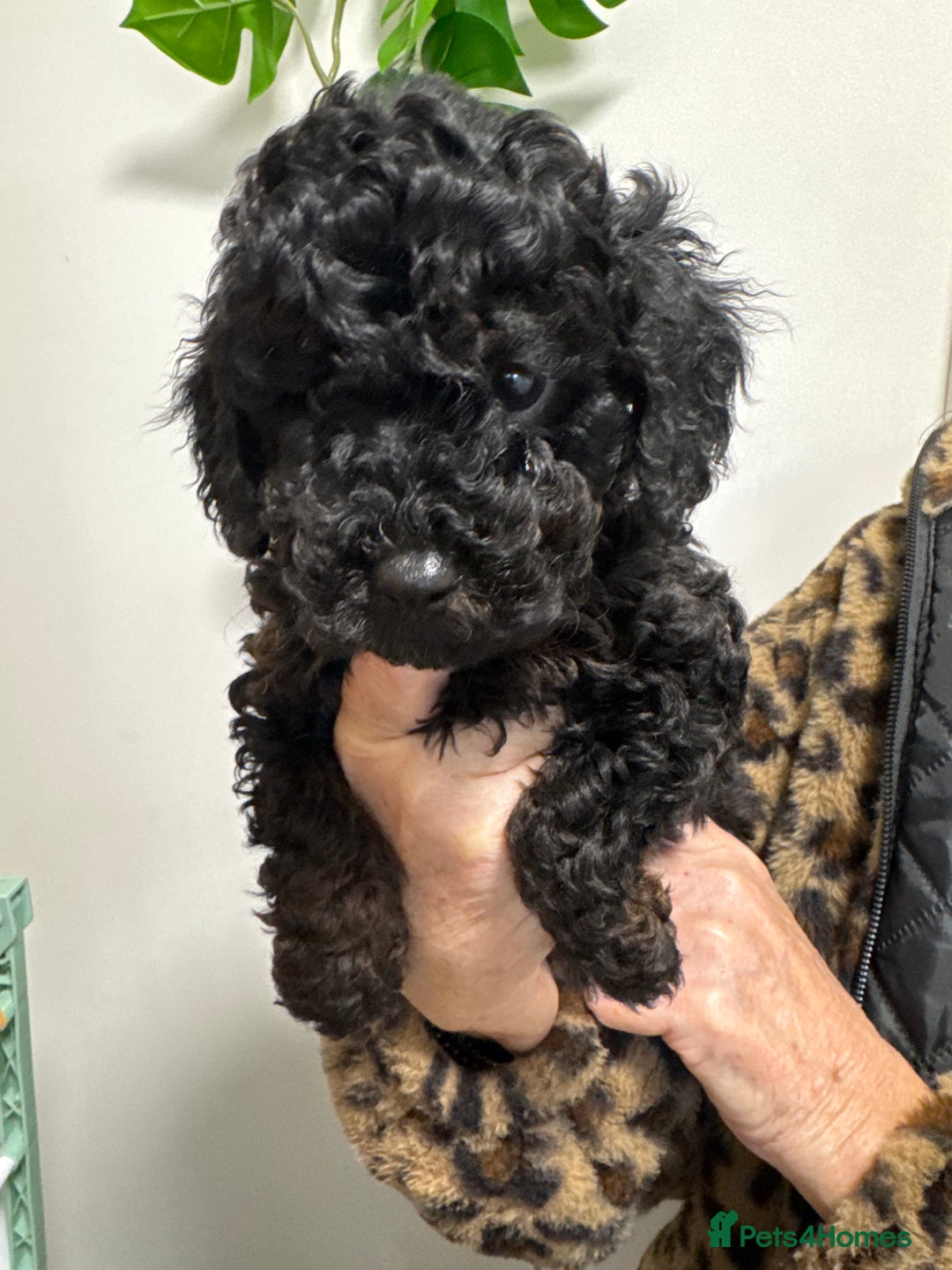 Mixed Breed dogs for sale: Miniature x Toy poodle puppies - Advert 9