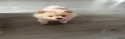 Pomeranian dogs for sale: For sale  - Advert 2