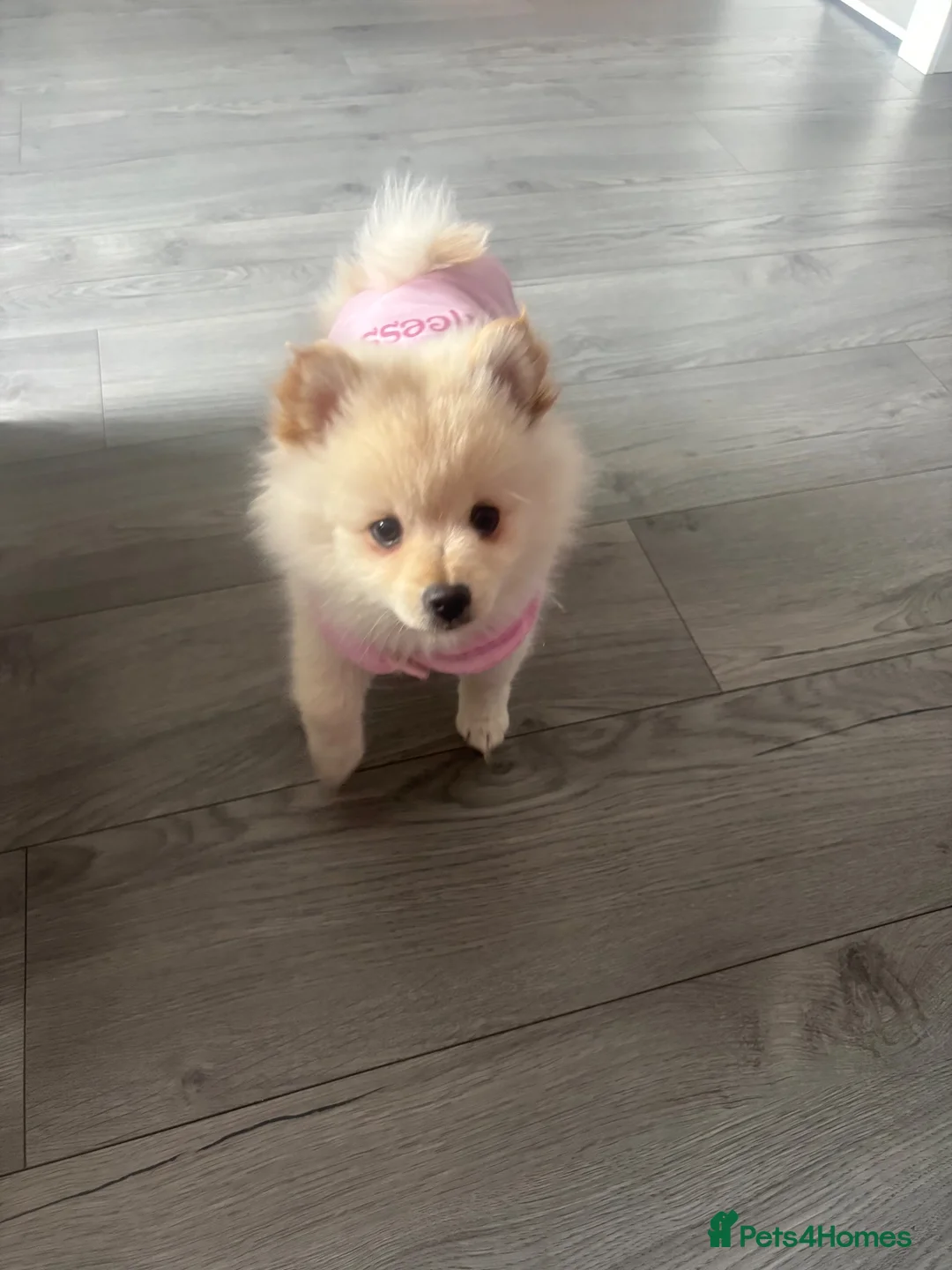 Pomeranian dogs for sale: For sale  - Advert 2
