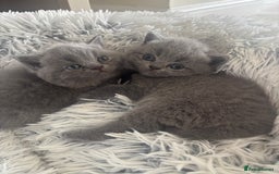 British Shorthair cats for sale: 🩶Adorable & chunky GCCF Bsh kittens🩶 - Image 1