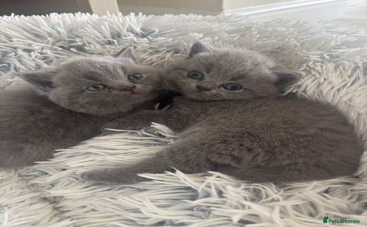 British Shorthair cats - Advert 8