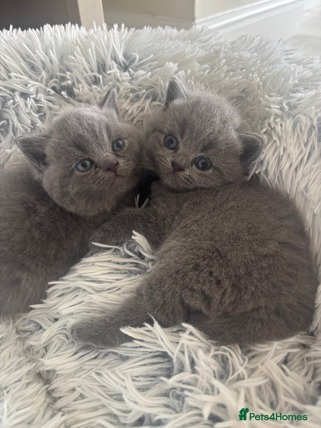 British Shorthair cats for sale: 🩶Adorable & chunky GCCF Bsh kittens🩶 - Image 1