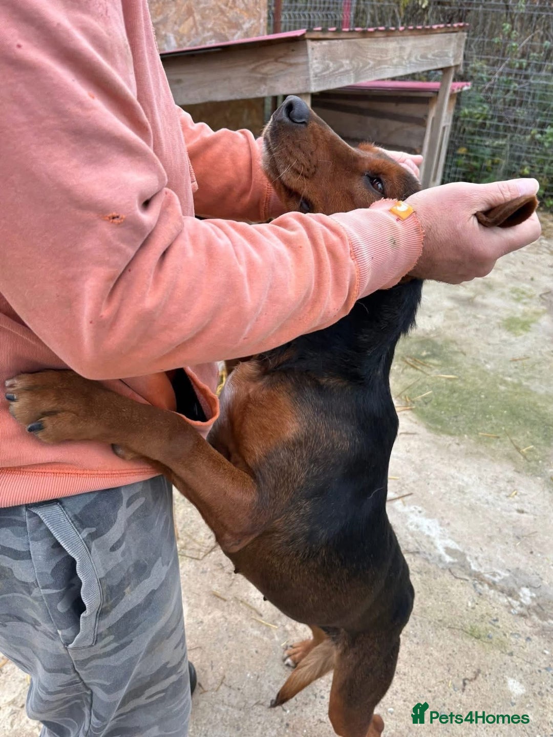 Mixed Breed dogs for adoption: Runa - Norwich Norfolk  - Advert 15