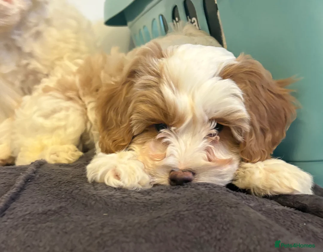 Cavachon dogs for sale: Cavapoochon Puppies - Advert 6