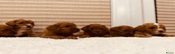 Cavapoo dogs for sale: A wonderful litter of 6 red teddy cavapoos  - Advert 17