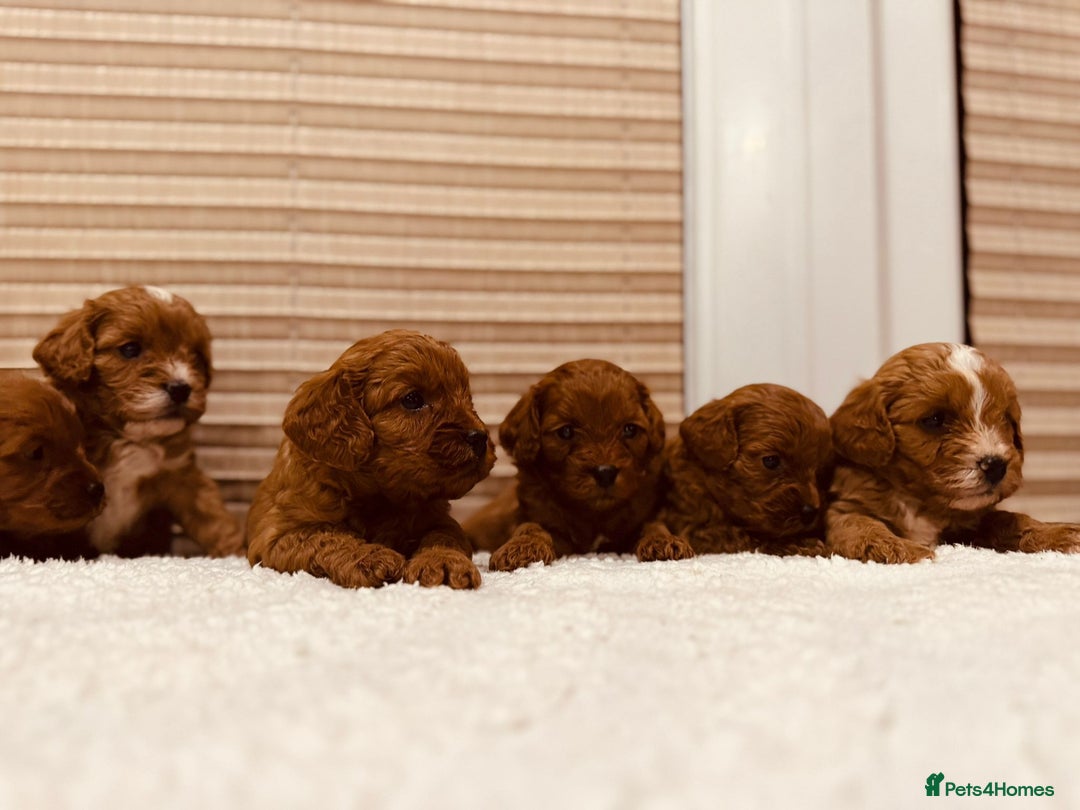 Cavapoo dogs for sale: A wonderful litter of 6 red teddy cavapoos  - Advert 17