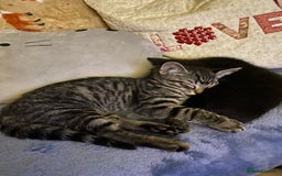 Domestic Shorthair cats for sale: Beautiful tabby shorthair kittens for sale  - Image 4