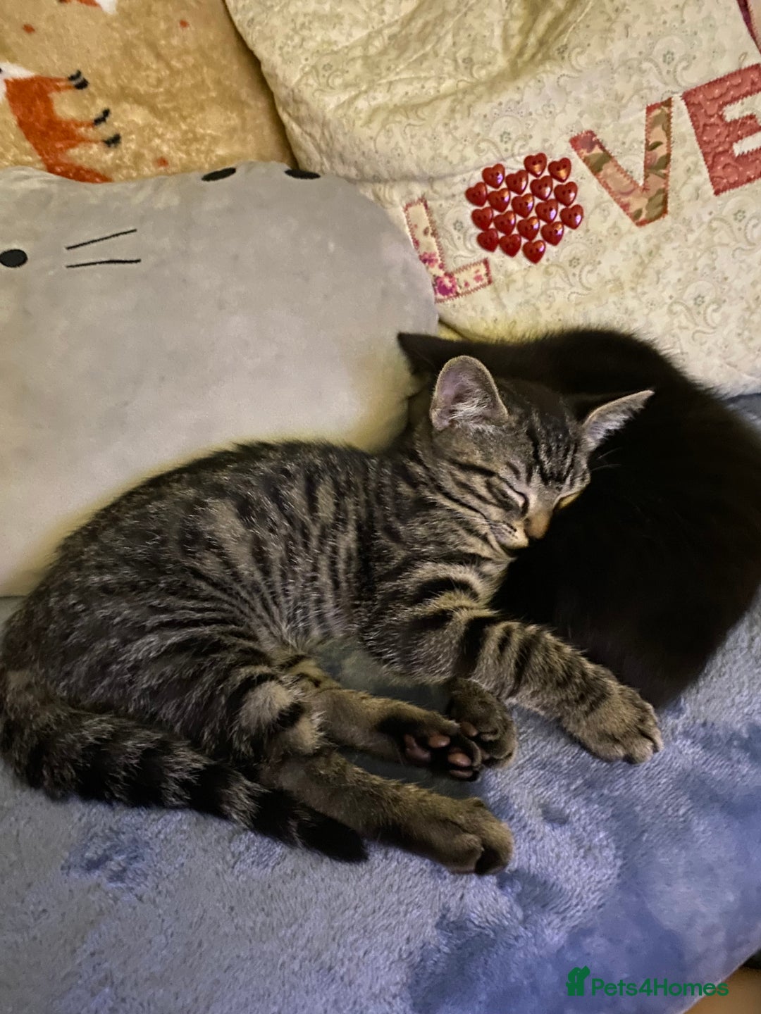 Domestic Shorthair cats for sale: Beautiful tabby shorthair kittens for sale  - Image 4