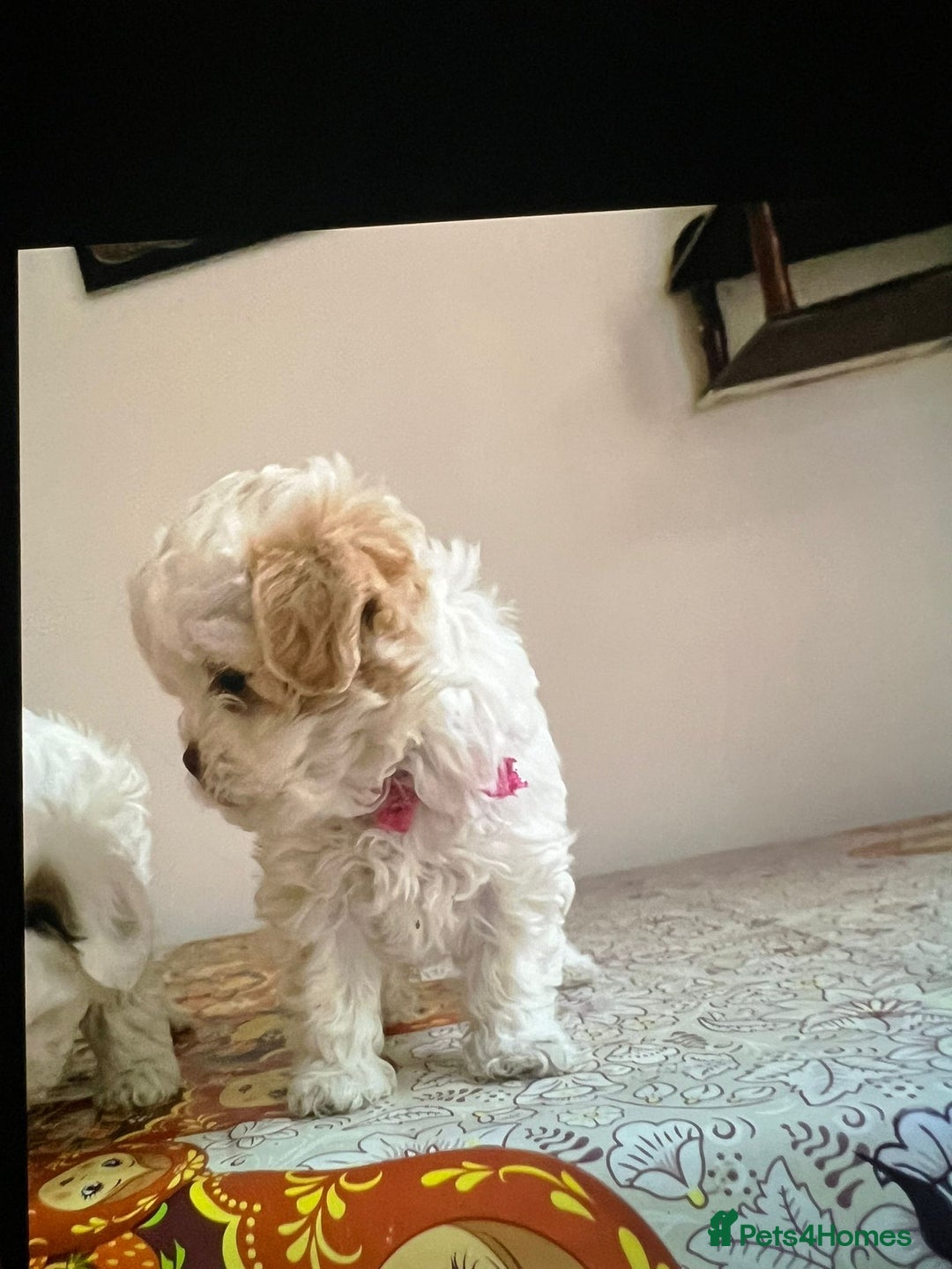 Maltese dogs for sale: Maltes - Image 3