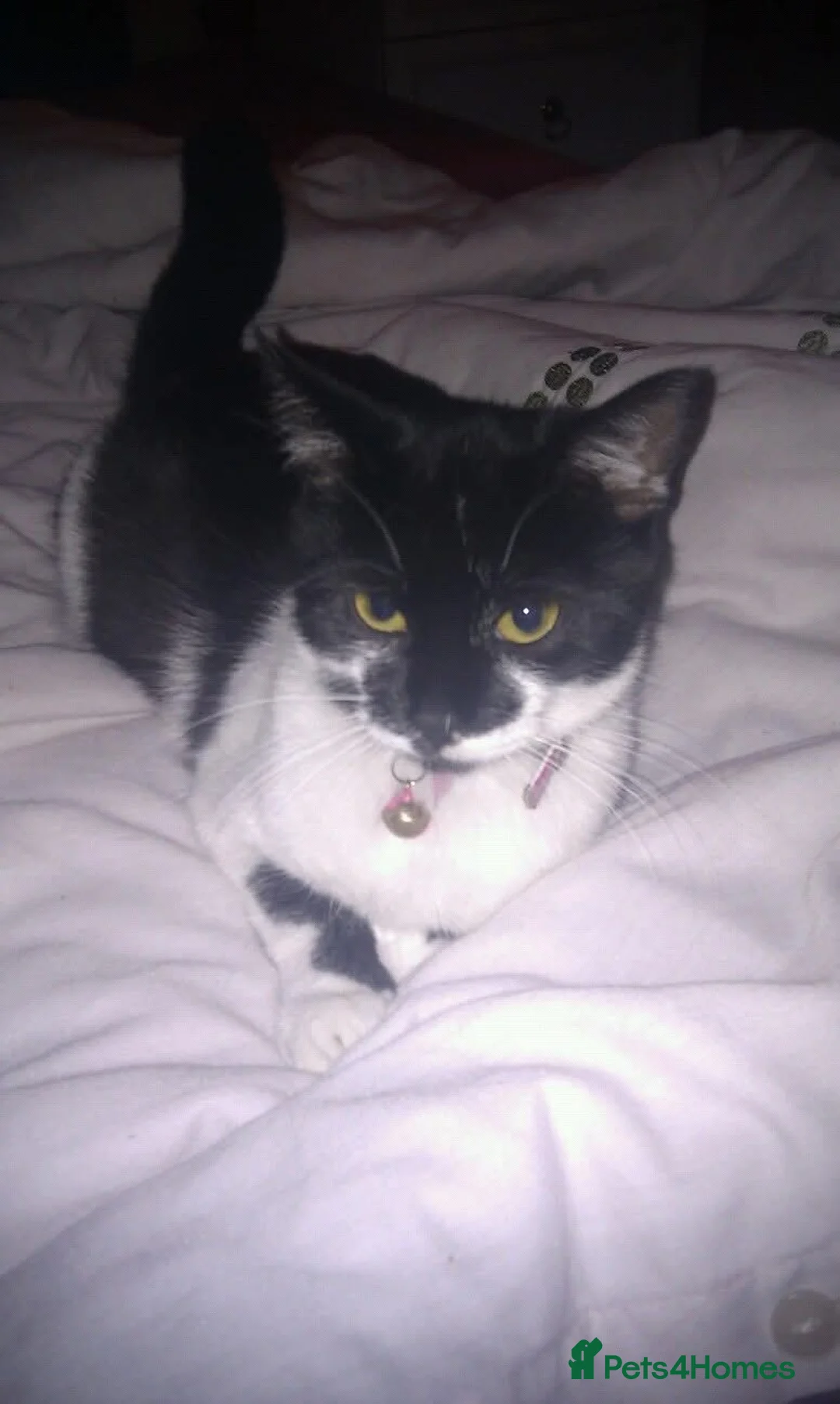 Mixed Breed dogs for sale: Looking for a forever home for my pets  - Advert 3