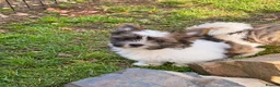 Biewer Terrier dogs for sale: Beautiful Small Biewer YorkieTerrier Boy Ready Now - Advert 17